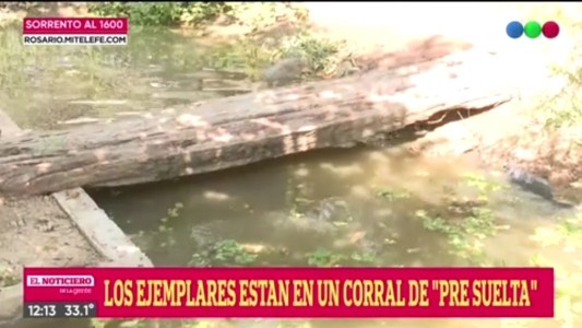 Rescatan lobitos de río que huyen del fuego y la bajante