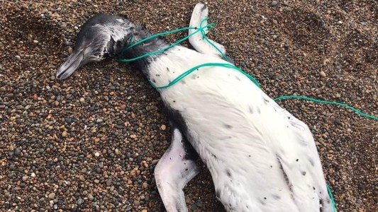 Horror en Chubut: encontraron pingüinos muertos con signos de ahorcamiento