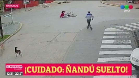 Insólito: un ñandú golpeó a ciclista en la calle y debió ser hospitalizada