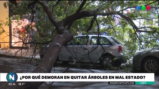 Cientos de árboles caídos: el municipio dio explicaciones