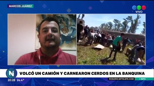 Video: volcó un camión con chanchos y los vecinos lo saquearon