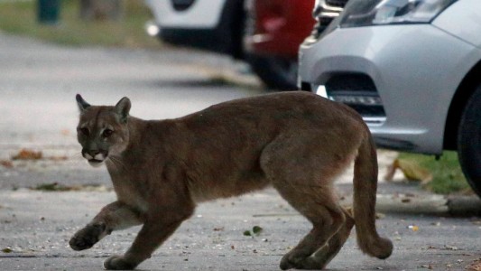Porqué aparecen pumas sueltos en zonas urbanas de la región