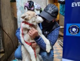 Clausuran criadero ilegal de perros y rescatan animales en estado de maltrato y abandono