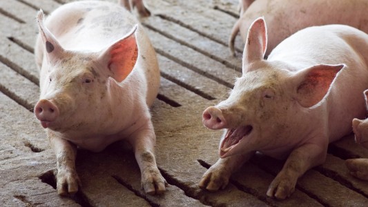 Alertan por la detección de casos de triquinosis