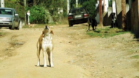 Cruce Alberdi: Un perro encontró restos humanos desmembrados