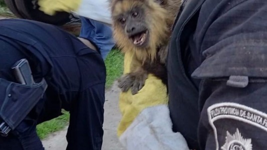 Rescatan un mono carayá en el norte de la ciudad de Santa Fe