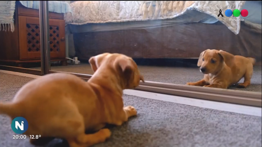 Productos para mascotas aumentaron un 25%