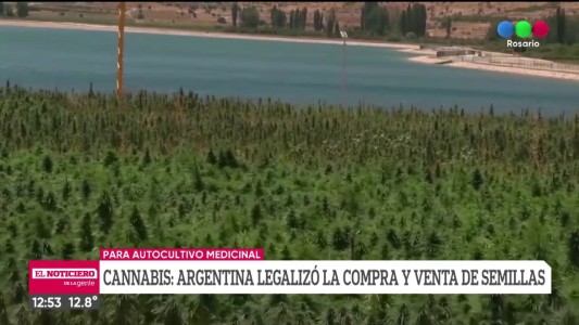 La compra de semillas de Cannabis es legal en Argentina