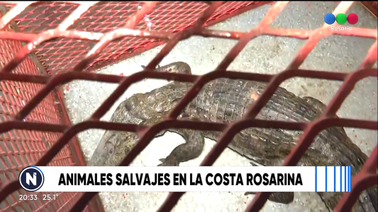 Animales peligrosos fueron rescatados en distintos puntos de la ciudad