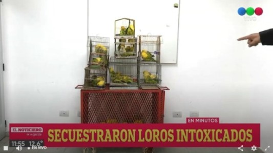 Venta ilegal de aves: secuestraron más de medio centenar de loros intoxicados
