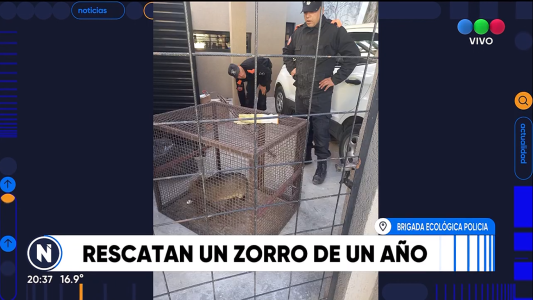 Rescataron un zorro gris de una casa en San Lorenzo