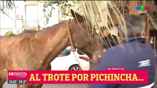 Caballo suelto en pleno Pichincha sorprendió a vecinos y transeúntes