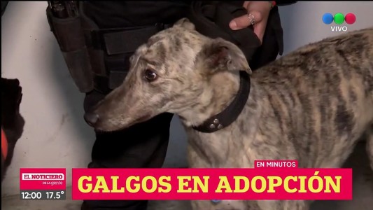 Cómo adoptar uno de los galgos rescatados en carreras clandestinas
