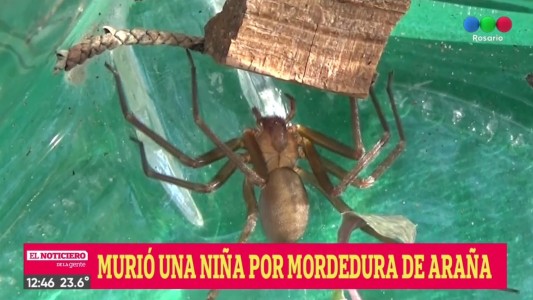 Dos casos mortales por mordedura de la araña del rincón