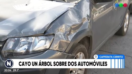 Dos autos fueron aplastados por la caída de un árbol