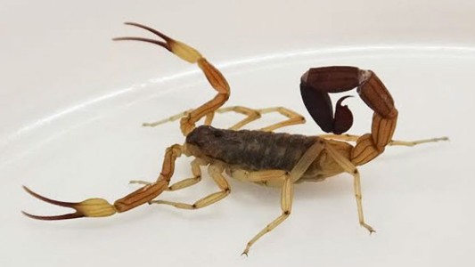 Santa Fe: ingresaron seis niños el fin de semana al Hospital por picaduras de alacranes