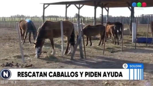 Una ONG que rescata caballos pide ayuda para seguir funcionando