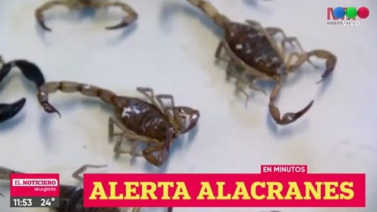 Alerta por alacranes en Rosario