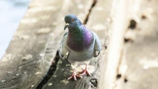 Plan del municipio para controlar la invasión de palomas