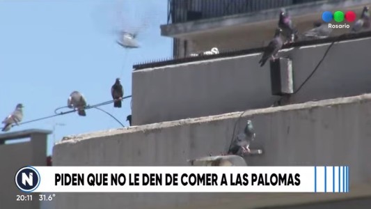 Qué alternativas hay para combatir la superpoblación de palomas en Rosario
