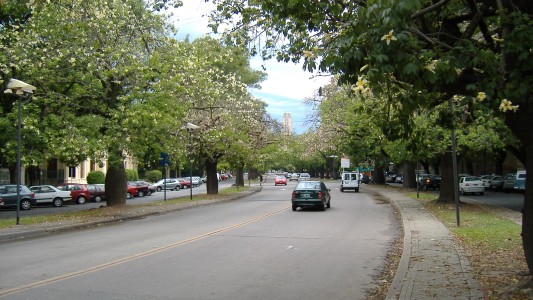 Un motociclista chocó contra un árbol en Avenida Belgrano al 1000: está herido