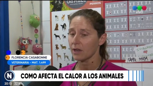 Los golpes de calor también afectan a las mascotas