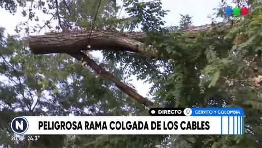 Vecinos en alerta por una rama colgada hace un mes sobre un tendido eléctrico