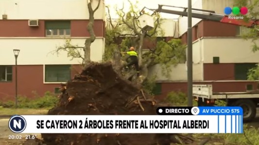 Cayeron dos enormes árboles frente al Hospital Alberdi