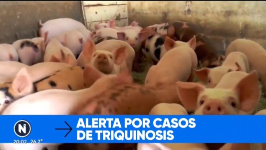 Alerta por triquinosis en Santa Fe: detectaron 28 casos sospechosos