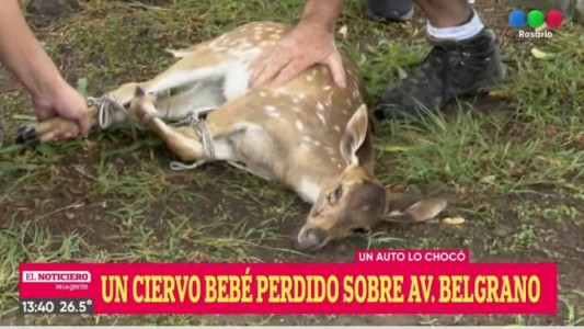 Hallaron ciervo bebe en Av Belgrano a la altura del anfiteatro