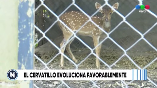 Santiago, el ciervo bebé que se recupera tras haber sido atropellado