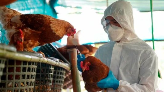 Confirman nuevos casos de influenza aviar, ahora en Santa Fe