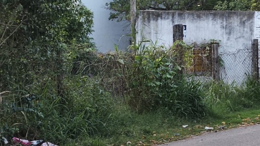 Scouts de dudosa procedencia: suciedad, dengue y agresiones