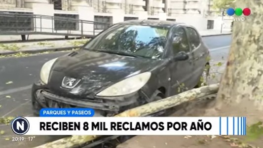 Razones que inciden en la caída de los árboles en Rosario