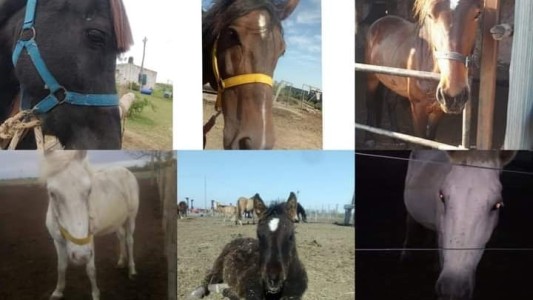 Robaron seis caballos rescatados del refugio de una ONG