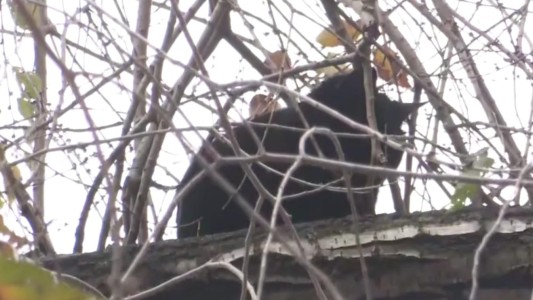 Se recupera la gatita que cayó de ocho metros de altura frente el Politécnico