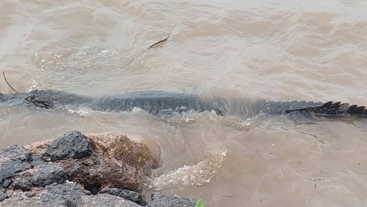 Sorprendente aparición de un yacaré en la costanera de San Lorenzo