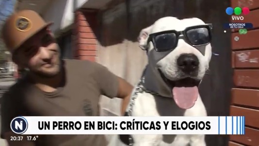 Perro a bordo de una bici: video viral, comentarios con críticas y elogios