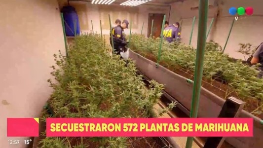 Secuestraron 572 plantas de marihuana durante un allanamiento en República de la Sexta