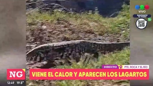 Se viene el calor y llegaron los lagartos a la Costa Central