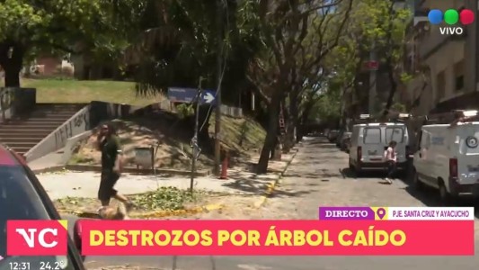 Un árbol cayó sobre un auto y el dueño no aparece
