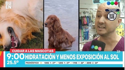 Consejos y herramientas para cuidar a tu mascota de las altas temperaturas
