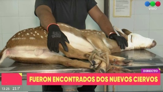 Aparecieron nuevamente dos ciervos en zona urbana