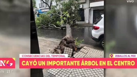 Reportan caídas de árboles producto de la tormenta en Rosario