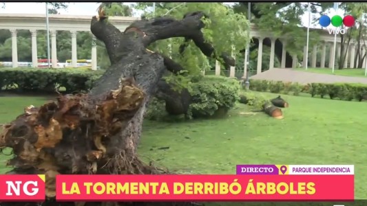 Cayó un imponente y añejo árbol en el Parque Independencia