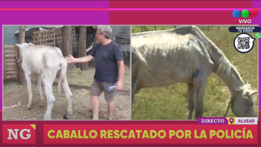 Rescataron a un caballo maltratado y desnutrido
