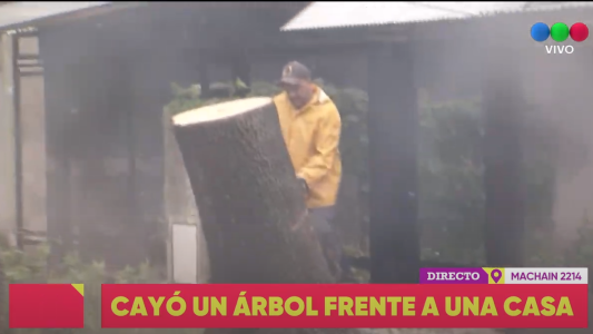 Cayó un árbol frente a una casa
