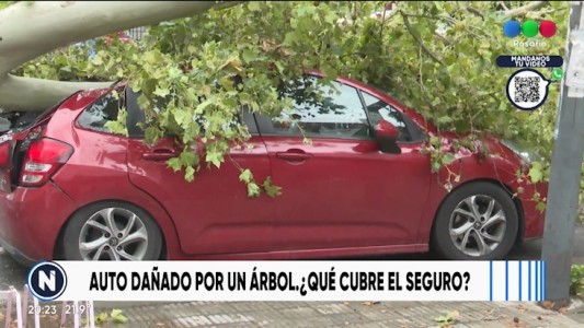 ¿Cubre el seguro si un árbol cayó sobre el auto?