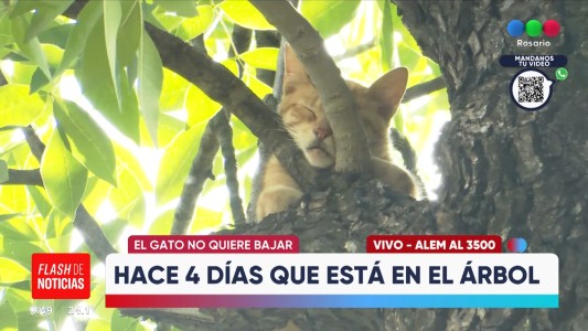 Un michi atrapado: más de cuatro días en el árbol sin poder bajar