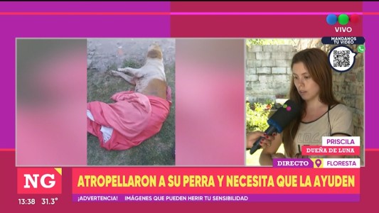 Atropellaron a su perra y el conductor no se hizo responsable